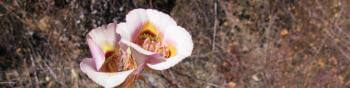Two bell-shaped flowers with curved white and light pink petals surrounded a center with intricate patterns of yellow, pink, and red.