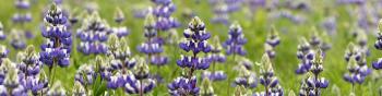A field of flowers with purple and white blossoms above green leaves
