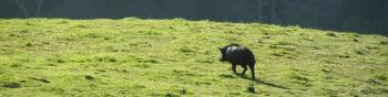 A large dark wild pig walks away from the camera on a hillside covered in bright green grass