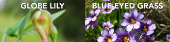 On the left: a flower with a nodding pearly white blossom hanging off a stem with green leaves with the label "GLOBE LILY"; on the right: a cluster of purple flowers with 6 petals each surrounding yellow centers with the label "BLUE-EYED GRASS"