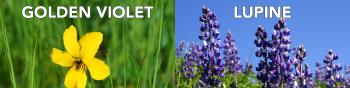 On the left: a wildflower with heart-shaped yellow petals growing in green grass with the label "GOLDEN VIOLET"; on the right: several tall, plume-shaped flowers sticking out of green vegetation, beneath a blue sky