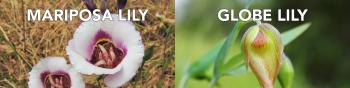 On the left: two cup-shaped wildflowers with white petals and colorful pink and magenta centers with the label "MARIPOSA LILY"; on the left: a nodding, bell-shaped greenish flower with the label "GLOBE LILY"
