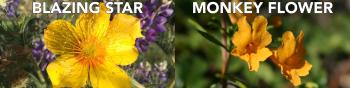 On the left: a yellow, five-petaled flower with an orange center and dozens of long stamen with the label "BLAZING STAR;" on the right: two orange-yellow colored flower shaped like trumpets coming of a tall stalk with green leaves with the label "MONKEY FLOWER"
