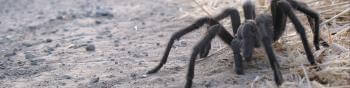 close view of a large brown tarantula on the dirt floor