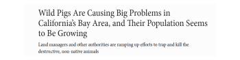Wild Pig Problem Smithsonian Header