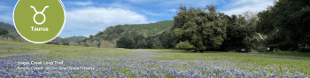 Llagas Creek Loop Trail with a green field and purple flowers. Taurus symbol in the left corner.