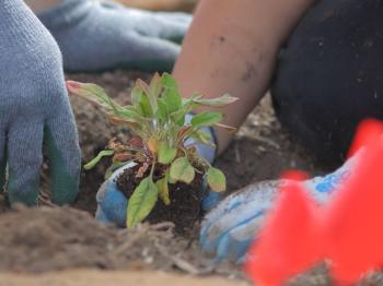 Two pairs of hands wearing gardening gloves planting a small green plant into a hole in the ground. 