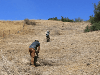 Volunteers work to remove invasive weeds at Furtado Barn