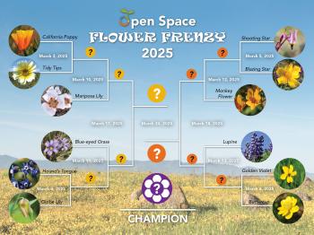 Graphic of a competition style bracket titled "Open Space FLOWER FRANZY 2025" with photos of 12 different wildflower species as the competitors
