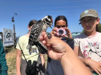 An outstretched hand on which is perched a smaller black and white spotted woodpecker, out of focus behind the bird and three students looking at the bird, one with a pink camera up to take a photo