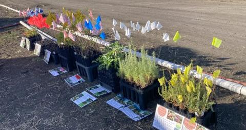 Eight crates on flat dirt land filled with green foliage with colorful flags in each crate.