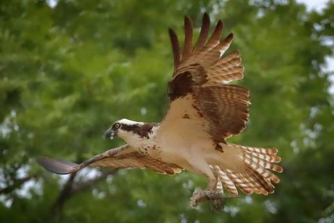 A white and brown osprey bird flying in front of green trees