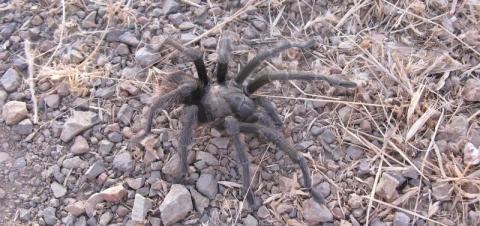 Large tarantula that blends in with it's rocky and dirt surroundings.