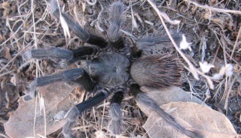 A close and above view of a large brown tarantula surrounded by rocks, twigs, and dirt