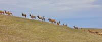 Tule elk walk up a green and golden hill