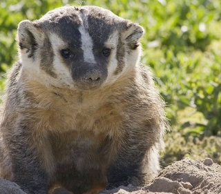Badger sitting on top of dirt burrow, facing the camera