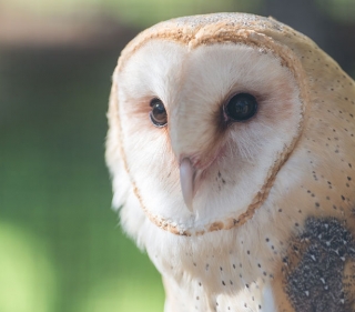 Close-up of Barn Owl's white and tan face with blurred background