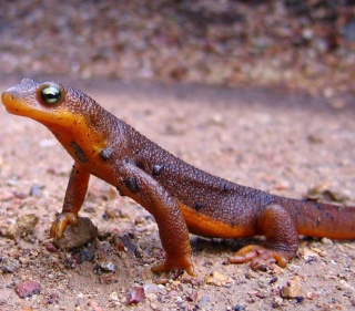 California newt on rocky trail