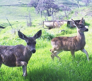 Two black-tailed deer does standing on green grass with hillside in background