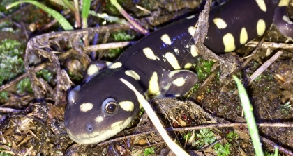 Black California Tiger Salamander with yellow spots in green grass