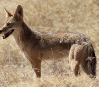 Tan coyote standing in profile in tall golden grass