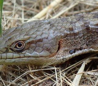 Close up of scaly Alligator Lizard head with its yellow eye looking at camera