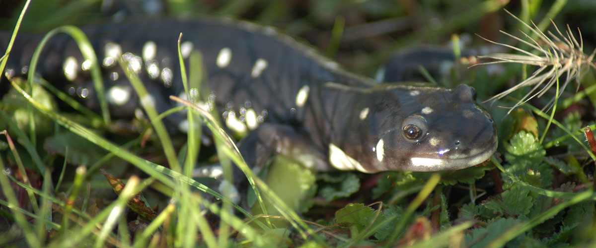Close-up of black and yellow California Tiger Salamander with a smiling mouth in green grass