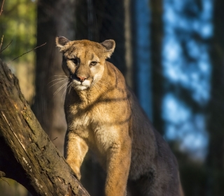 Mountain lion in sunlight facing the camera with shadows of tree branches dappled across its body 