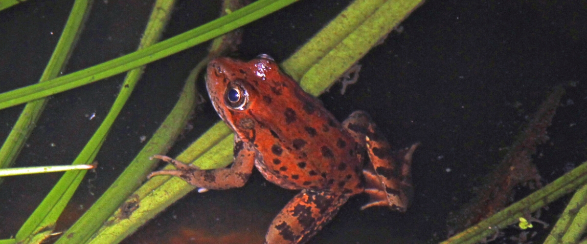 Red-legged Frog in dark water with green reeds