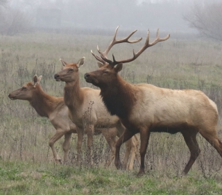 Male tule elk and two females walking together in a brown grassy field