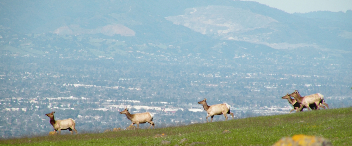 Herd of tule elk walking across hilltop with urban Santa Clara Valley in the distance below them