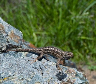Western Fence Lizard on gray rock with its body arched in a high "push-up" position  