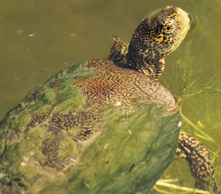 Western Pond Turtle with moss-covered shell swimming on surface of green water, its head looking up and back at the camera