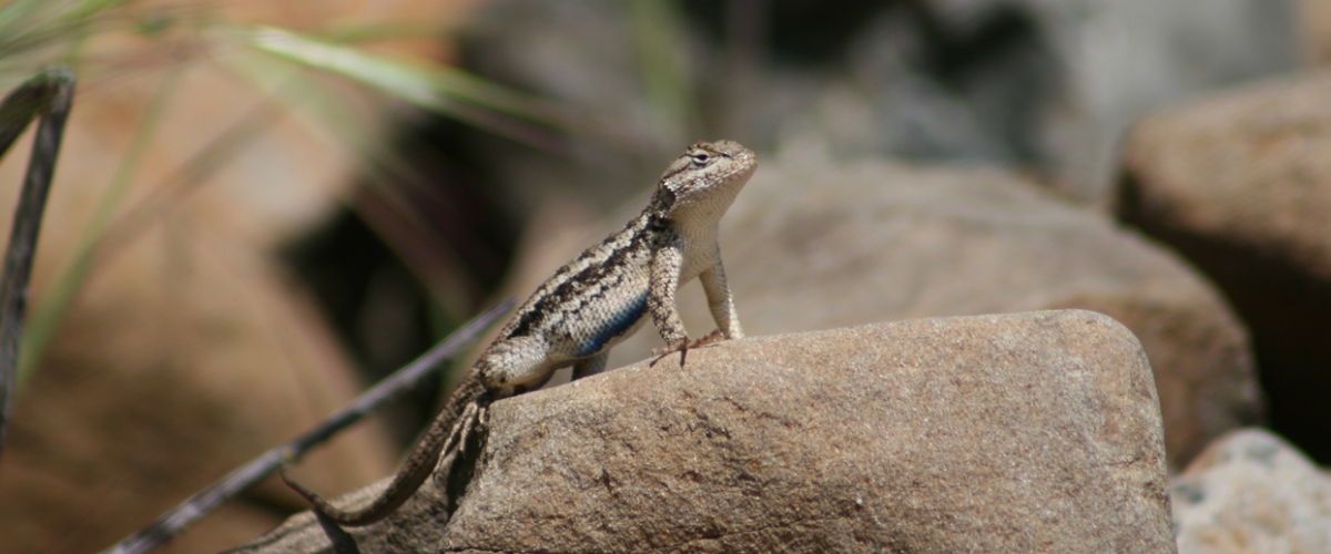 Western Fence Lizard sitting on tan rock with front body raised