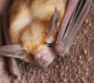 Tan pallid bat with shiny black eyes nestled in a stucco corner