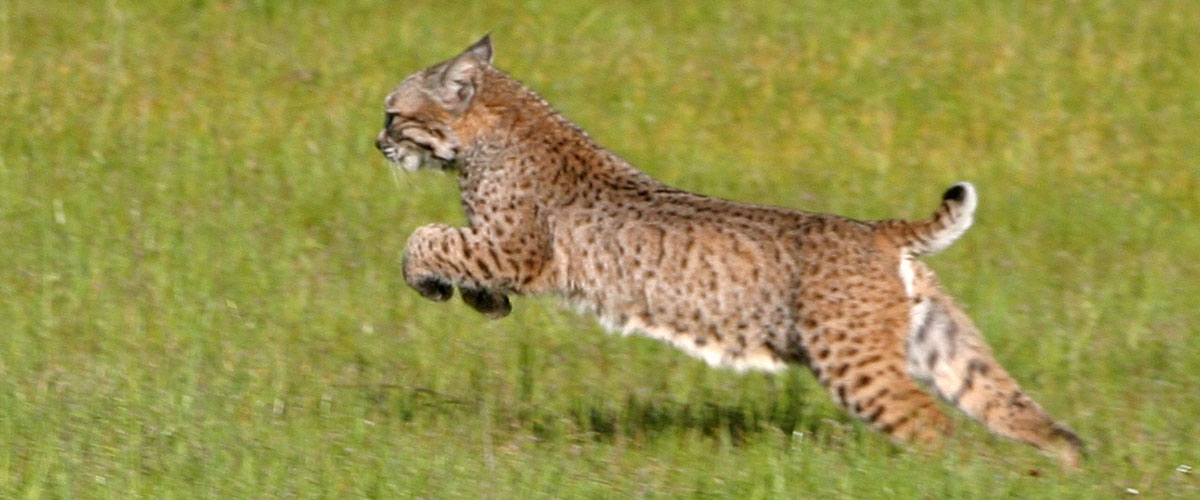 Spotted bobcat leaping through green grass