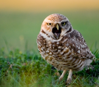 Small brown Burrowing Owl on green grass with beak open in a call towards the camera