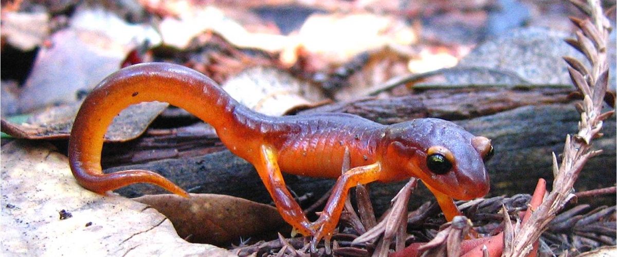 Bright orange Ensatina Salamander with big black eyes and arched tail walking across twigs and brown leaf debris on forest floor