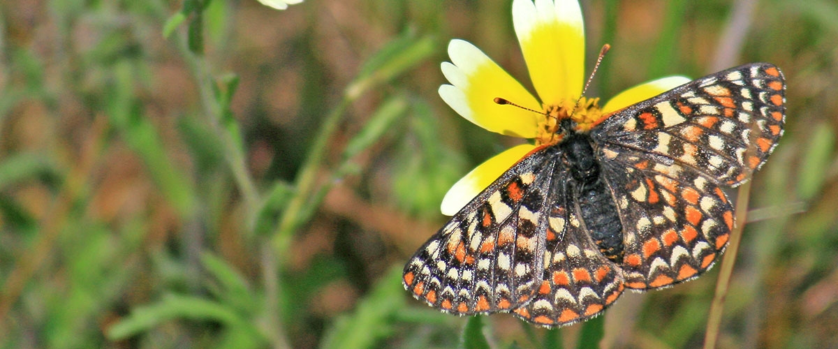 Black, orange, and white patterned Bay Checkerspot Butterfly on a yellow and white flower
