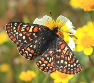 Black, orange, and white patterned Bay Checkerspot Butterfly on a yellow and white flower with other flowers in background