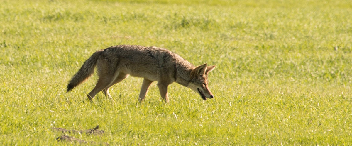 Coyote walking across green grassy field with head down