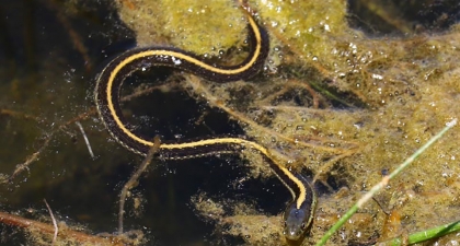 Black Garter Snake with yellow dorsal stripe swimming on surface of algae covered water