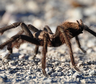 Brown and hairy Tarantula on pebbly ground