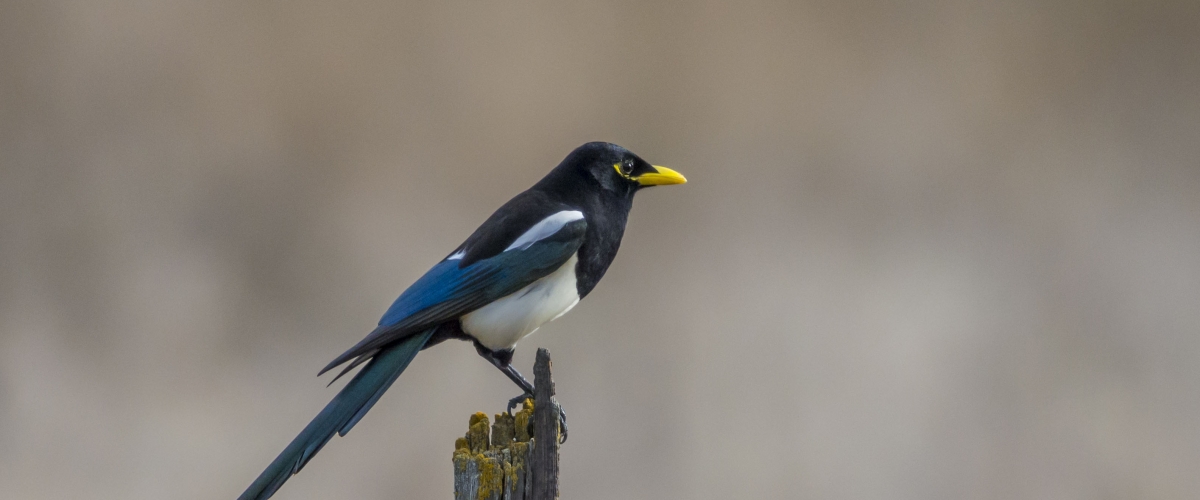 Yellow-billed Magpie perched on fence post with tan background
