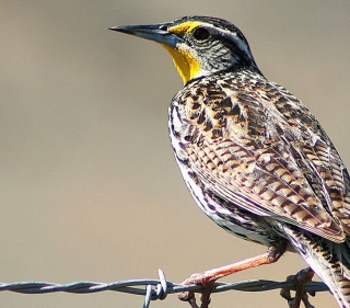 Western Meadowlark perched on barbed wire facing away from the camera with face in profile 