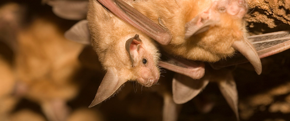 Group of pallid bats hanging upside down and crowded together in a cave