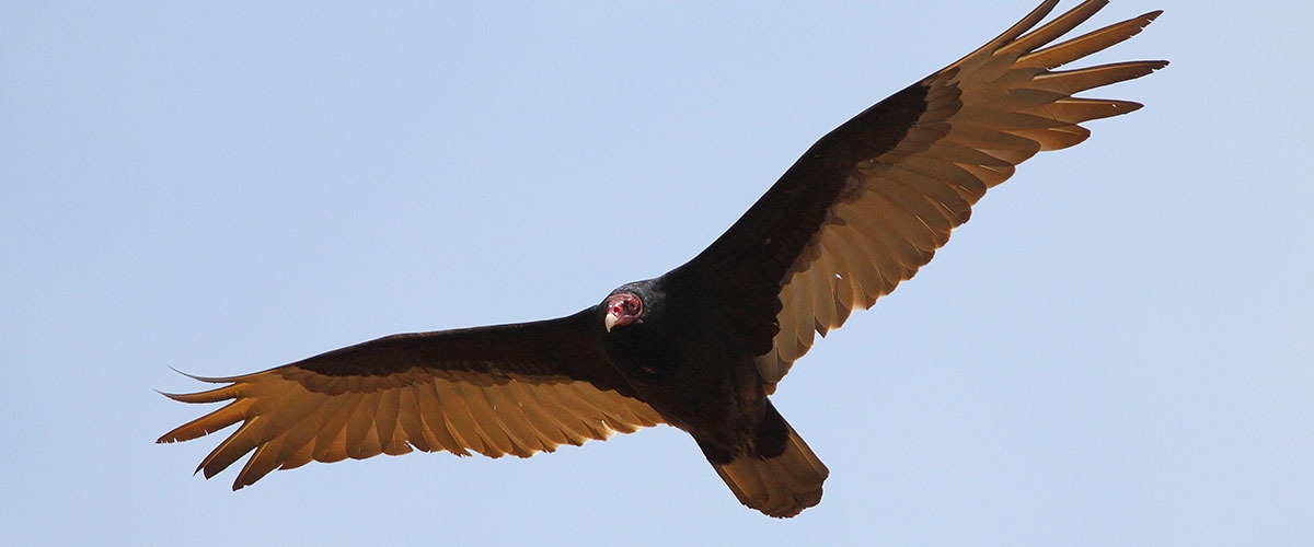 Turkey Vulture soaring and silhouetted against a blue sky as it looks down at camera 