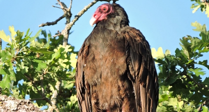 Turkey Vulture perched in leafy oak tree with blue sky in background
