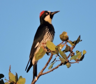 Acorn Woodpecker perched on leafy branch with blue sky background