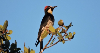 Acorn Woodpecker perched on leafy branch with blue sky background